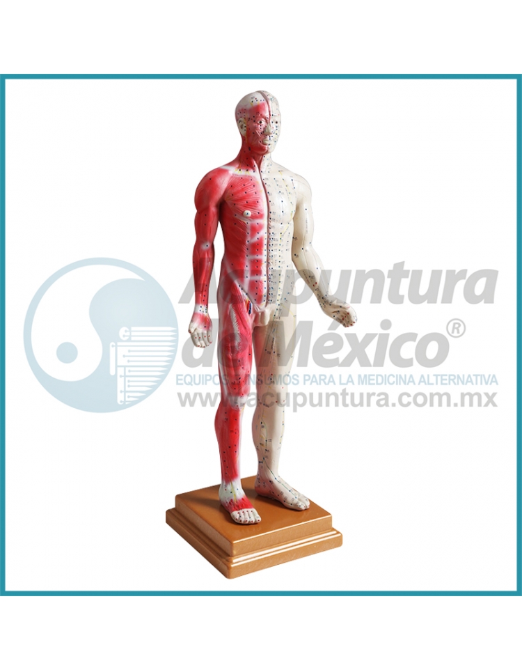 Modelos Anatómicos - Acupuntura de México