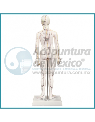 Modelos Anatómicos - Acupuntura de México