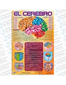 GRÁFICA - EL CEREBRO, PÓSTER