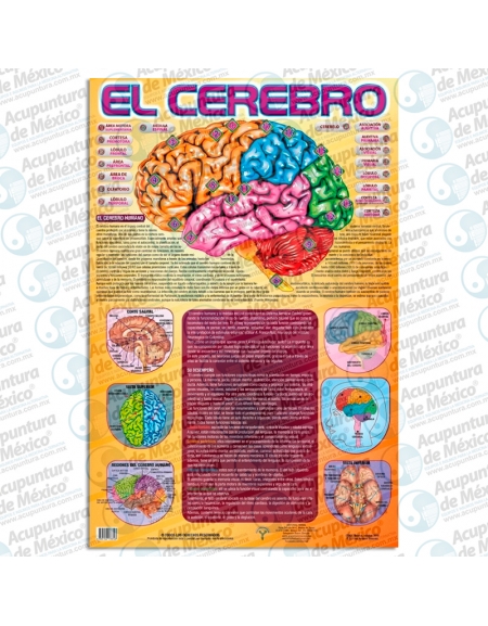 GRÁFICA - EL CEREBRO, PÓSTER